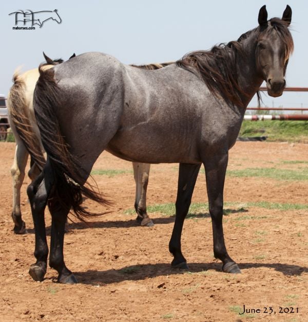 Blues Taffy's 2019 Blue Roan Filly